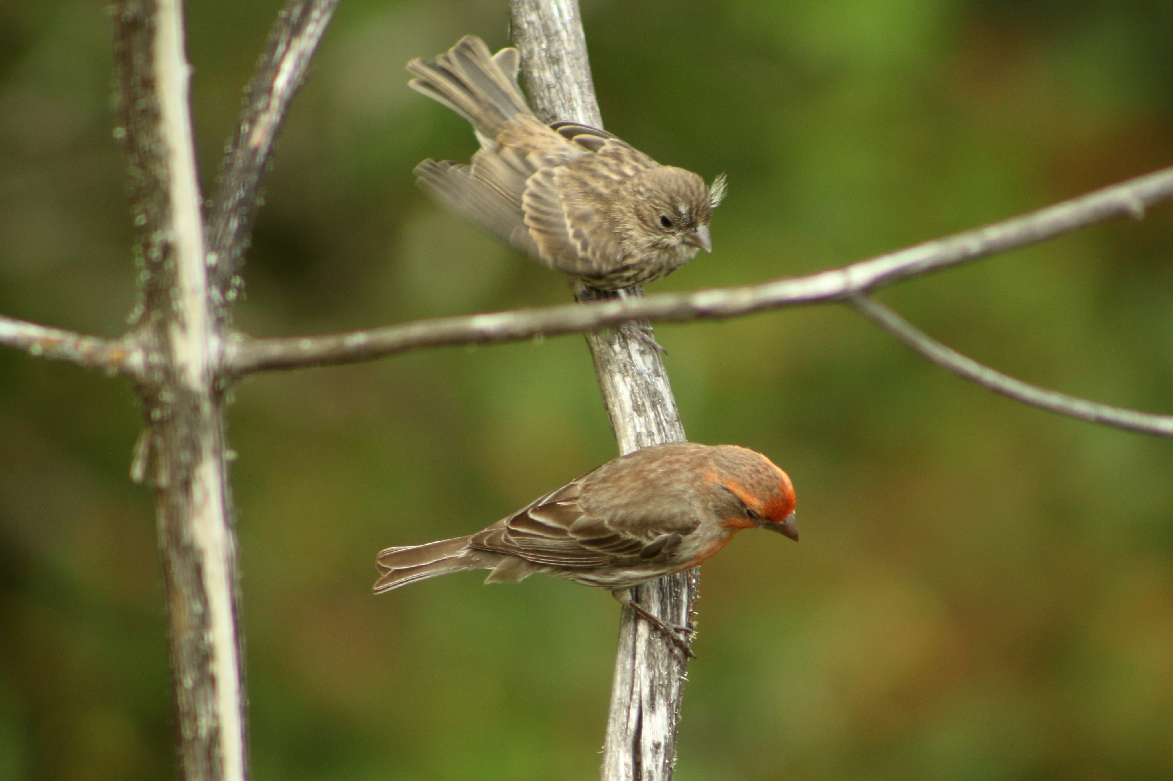 Two Sparrows Photo